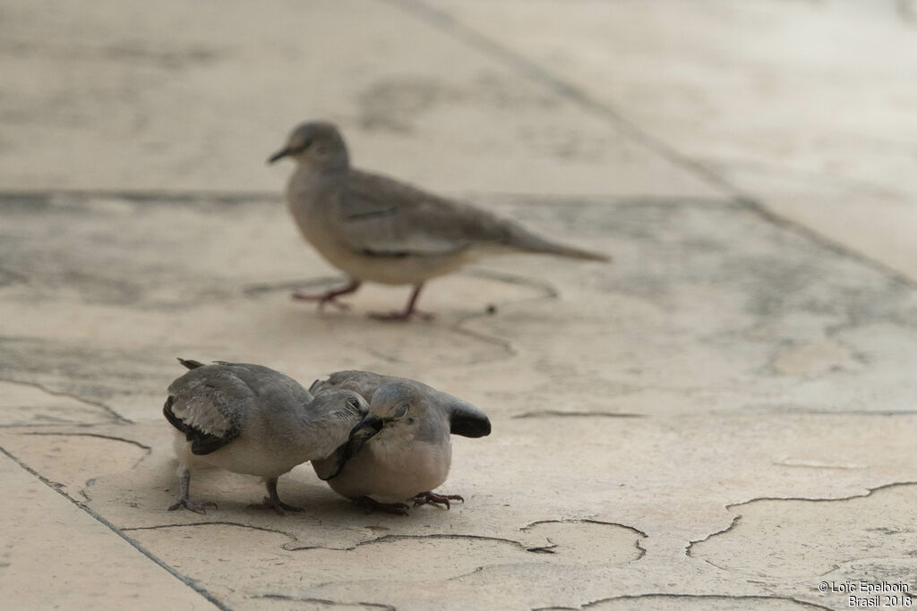 Picui Ground Dove