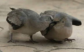 Picui Ground Dove