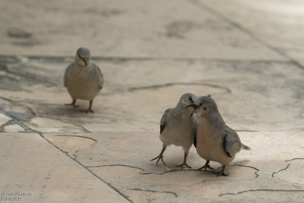 Picui Ground Dove