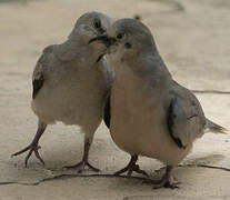 Picui Ground Dove