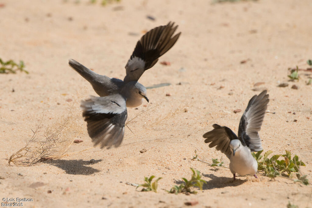 Picui Ground Dove