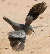 Picui Ground Dove