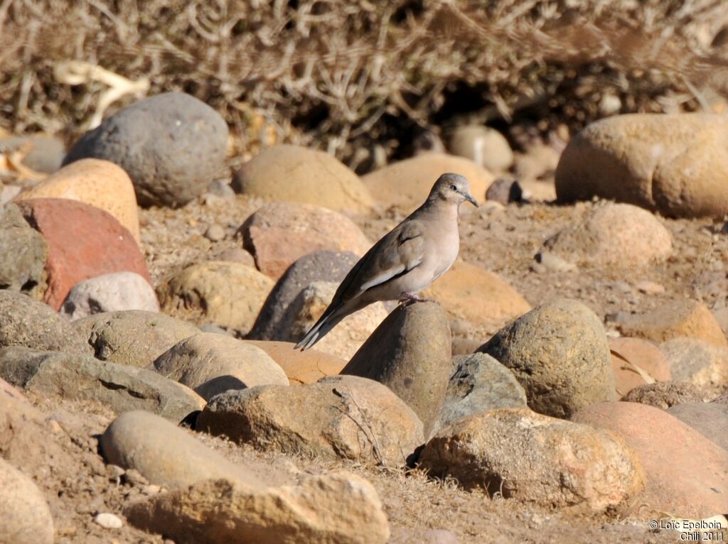 Picui Ground Dove