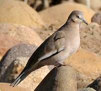 Picui Ground Dove