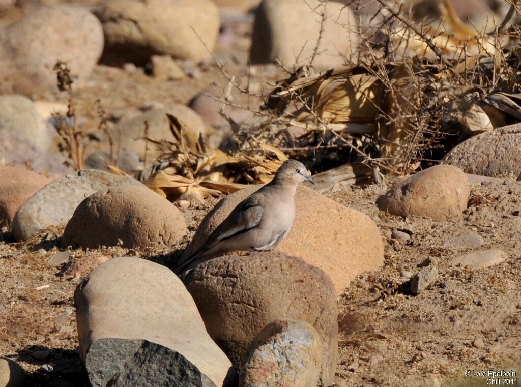 Picui Ground Dove