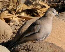 Picui Ground Dove