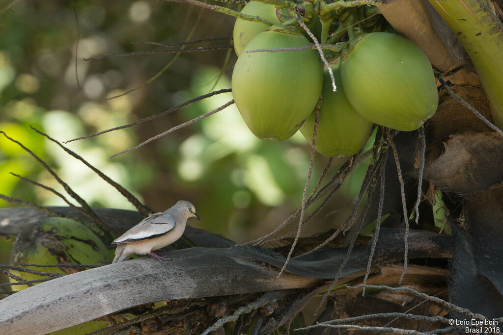 Colombe picui