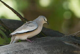 Picui Ground Dove