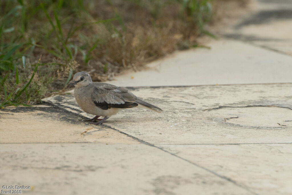 Picui Ground Dove