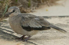 Picui Ground Dove