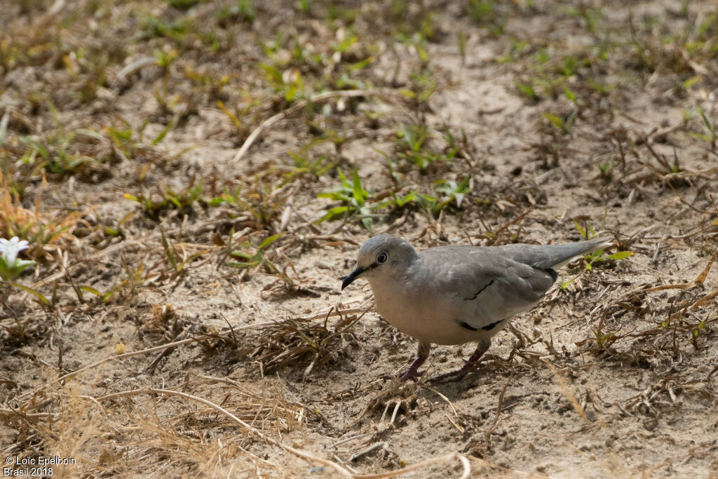 Picui Ground Dove