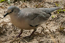 Picui Ground Dove