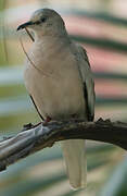 Picui Ground Dove