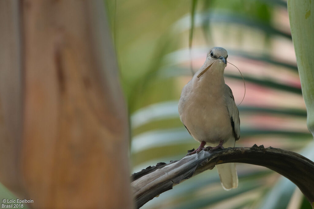 Colombe picui