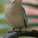 Colombe picui