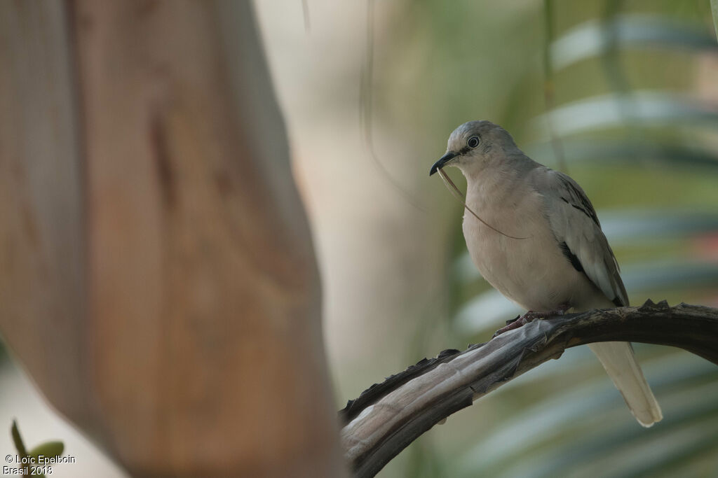 Picui Ground Doveadult, Reproduction-nesting