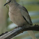 Colombe picui