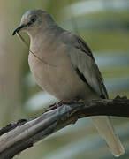 Picui Ground Dove