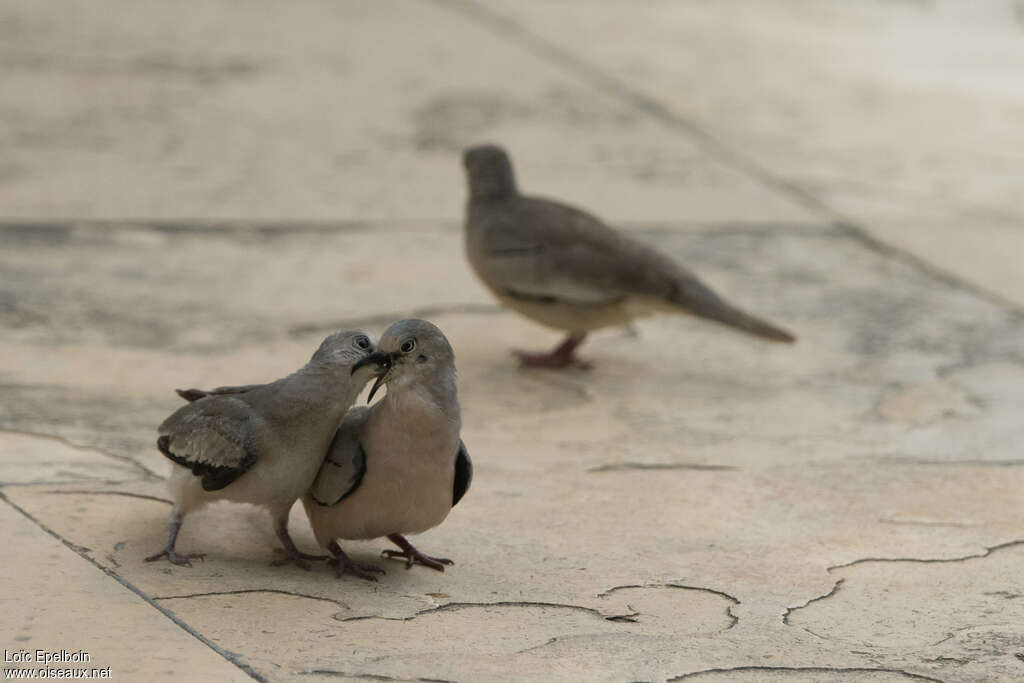 Picui Ground Doveadult, Behaviour