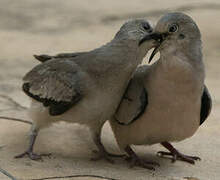 Picui Ground Dove