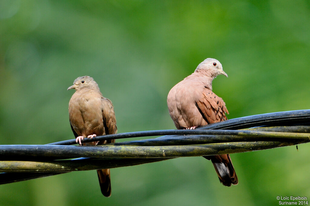 Ruddy Ground Dove