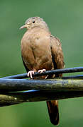 Ruddy Ground Dove