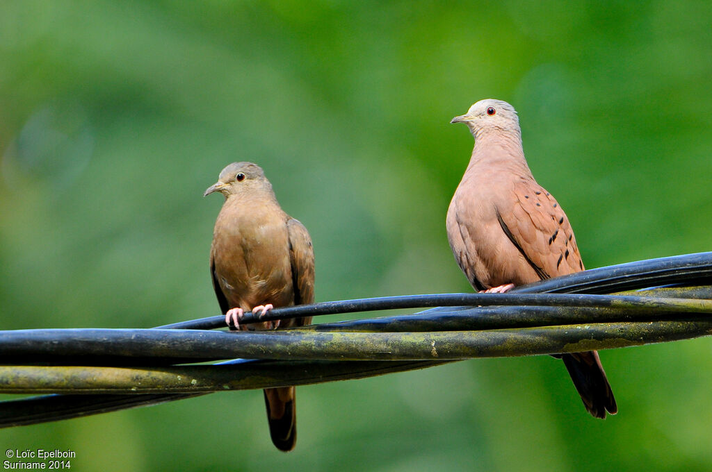 Ruddy Ground Dove