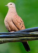 Ruddy Ground Dove