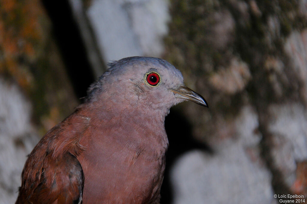 Ruddy Ground Dove