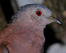 Ruddy Ground Dove