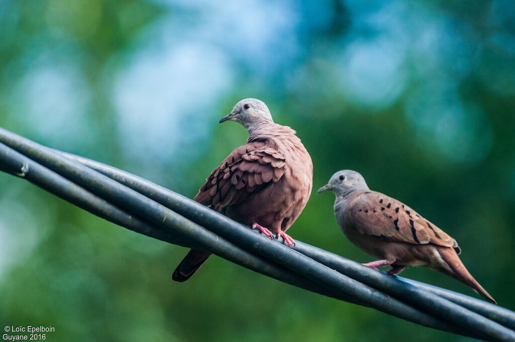 Ruddy Ground Dove