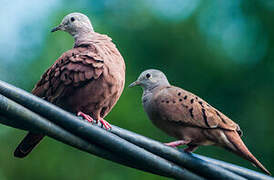 Ruddy Ground Dove