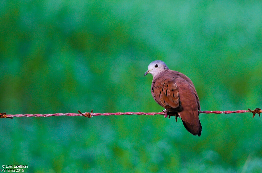 Ruddy Ground Dove