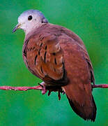 Ruddy Ground Dove