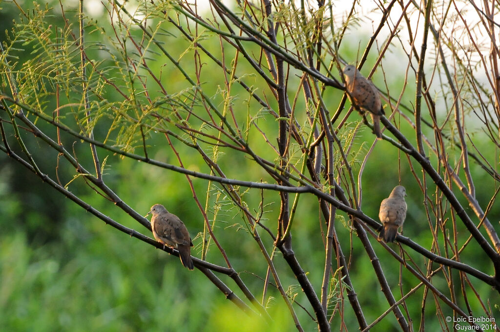 Ruddy Ground Dove