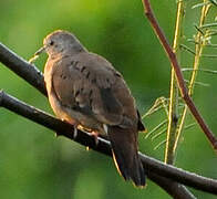 Ruddy Ground Dove