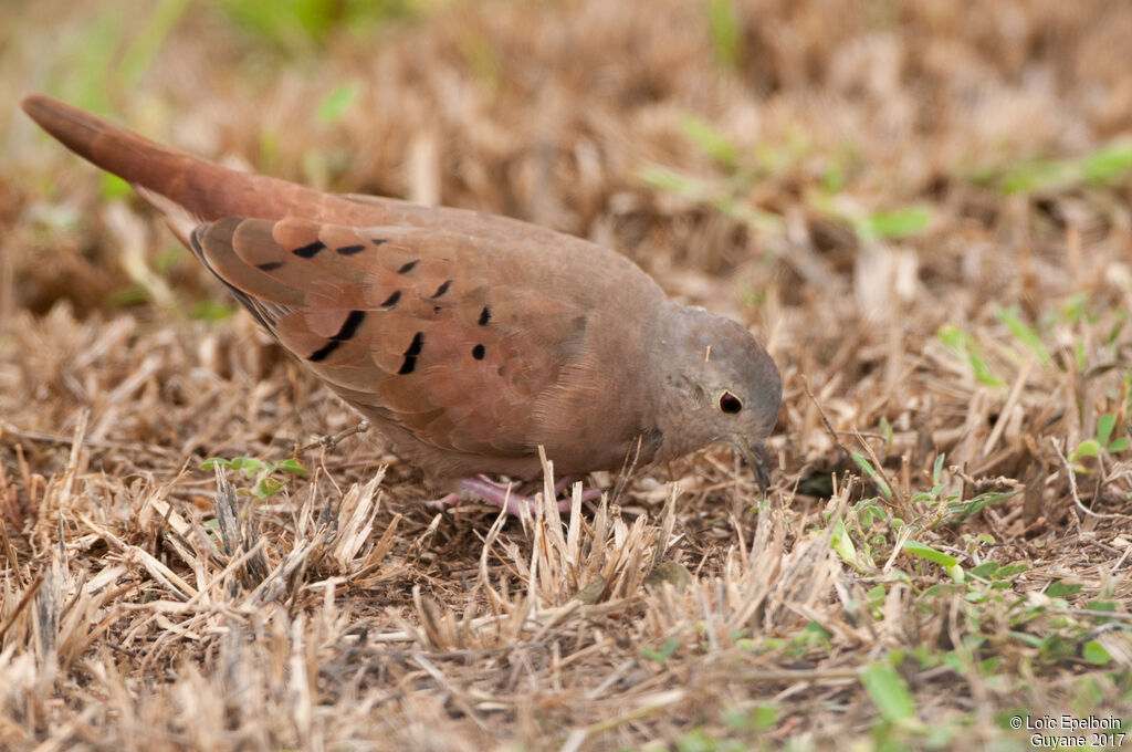 Ruddy Ground Dove