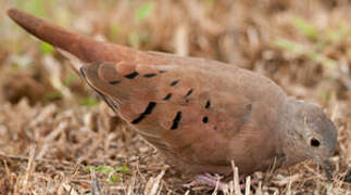 Ruddy Ground Dove