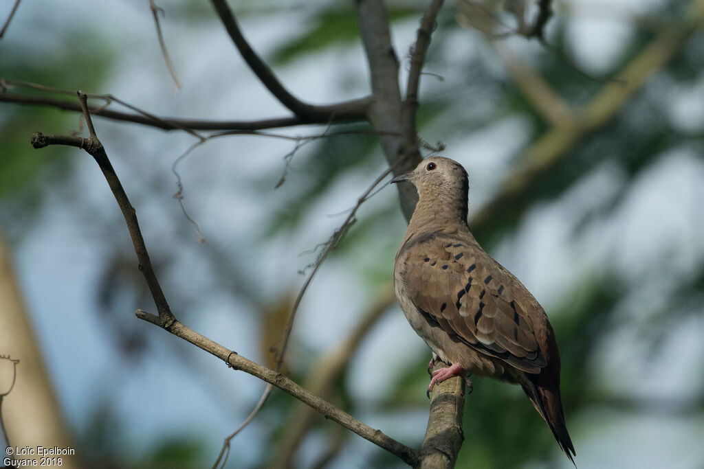 Ruddy Ground Dove female adult