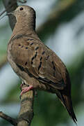 Ruddy Ground Dove