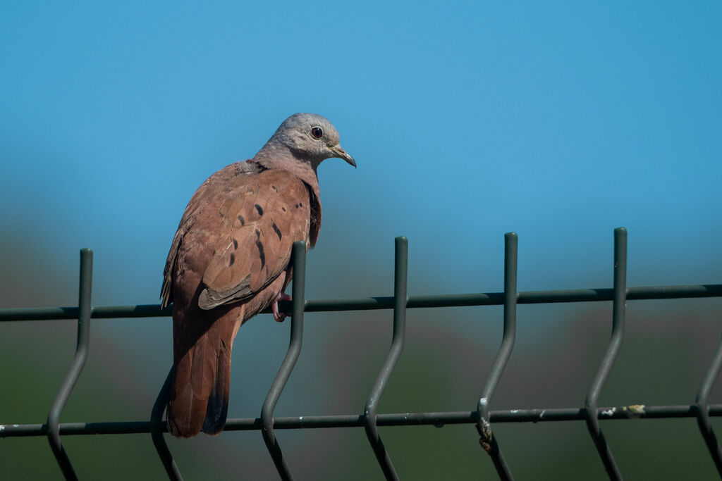 Ruddy Ground Dove