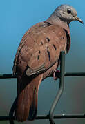 Ruddy Ground Dove