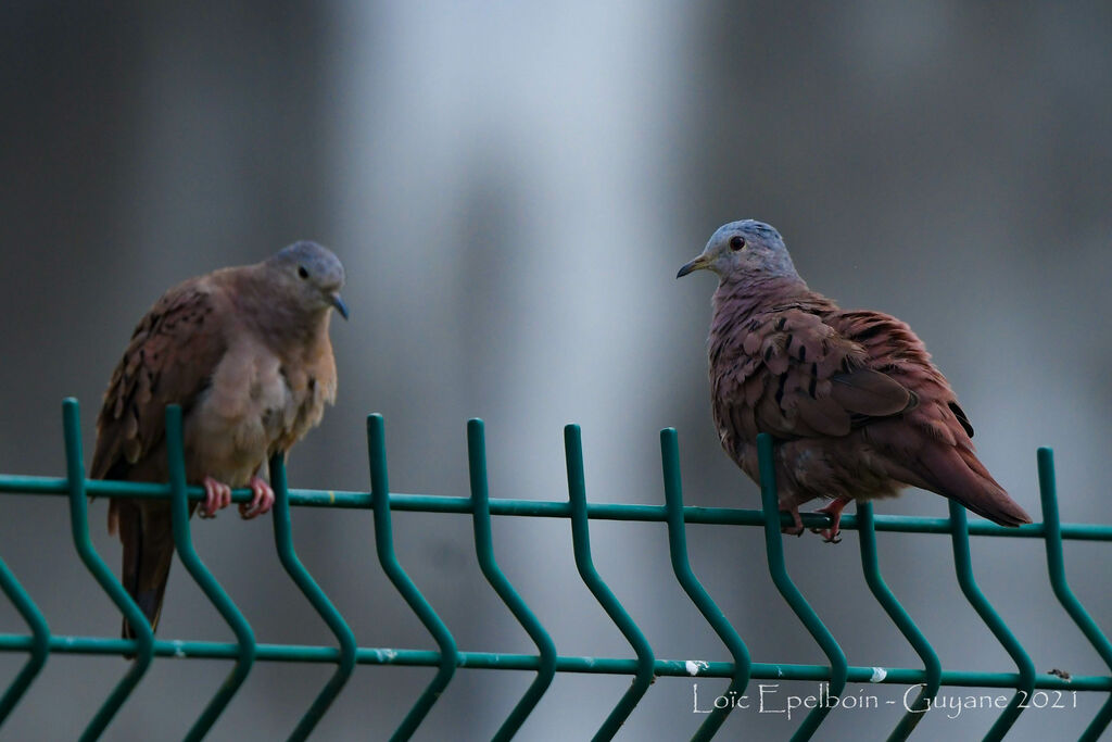 Ruddy Ground Dove