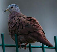 Ruddy Ground Dove