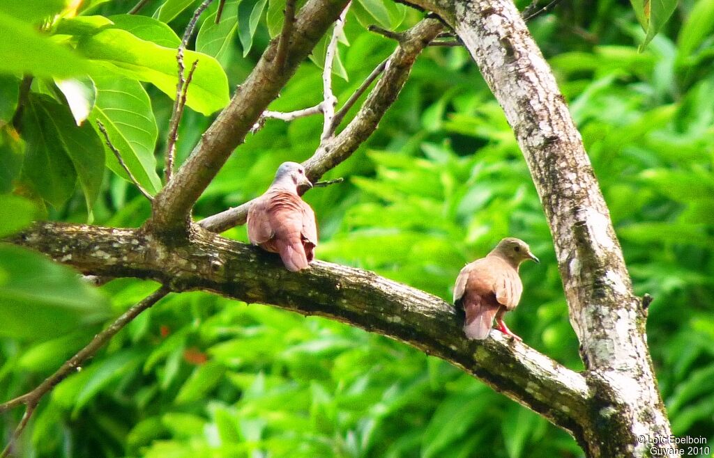 Ruddy Ground Dove