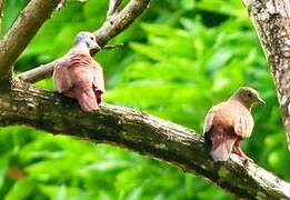 Ruddy Ground Dove