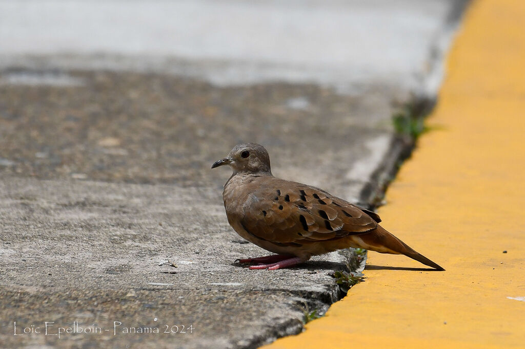 Ruddy Ground Dove