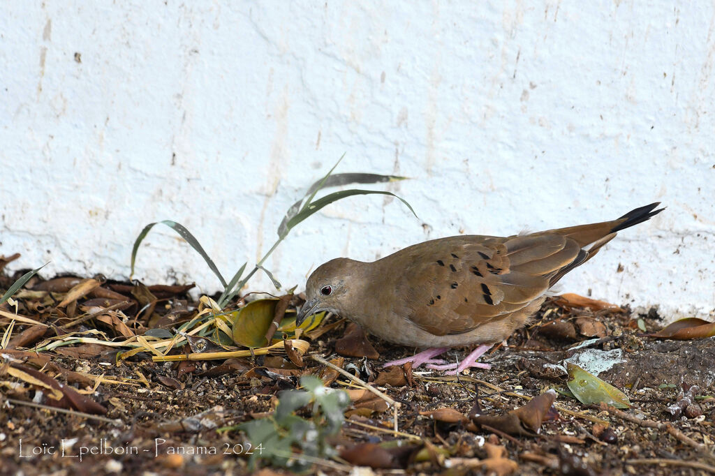 Ruddy Ground Dove