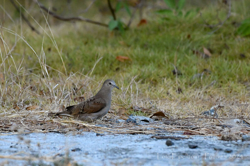 Ruddy Ground Dove