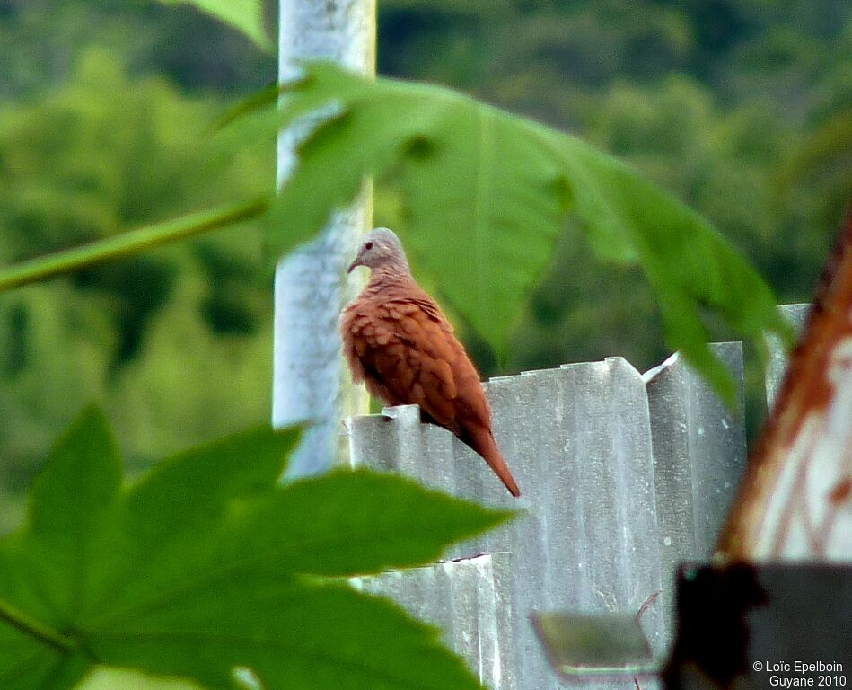 Ruddy Ground Dove